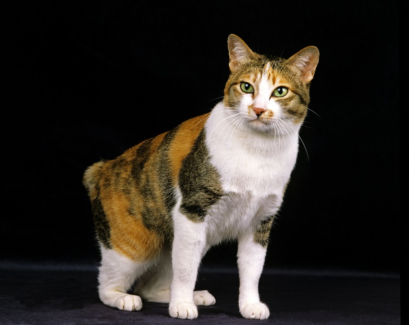 Japanese Bobtail Cat