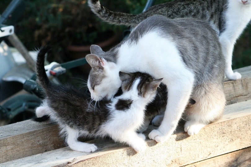 mother and kitten