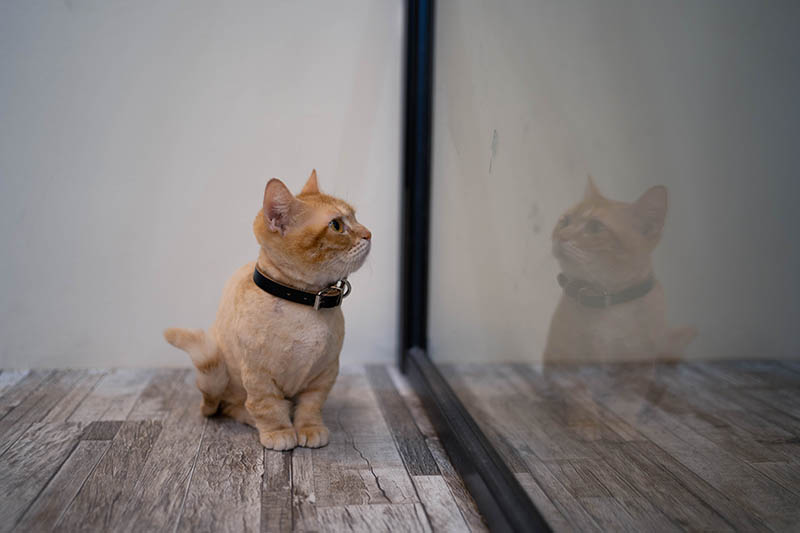 orange munchkin cat sitting