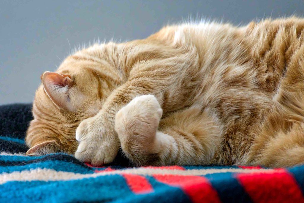 orange polydactyl shy cat