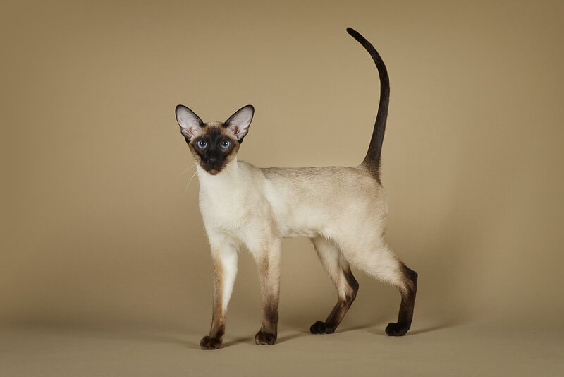 siamese cat