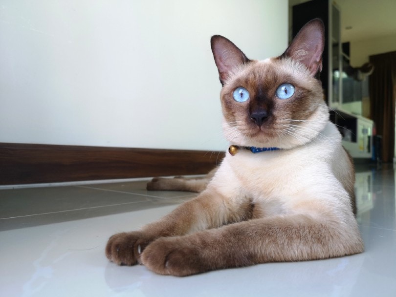 portrait of applehead siamese cat