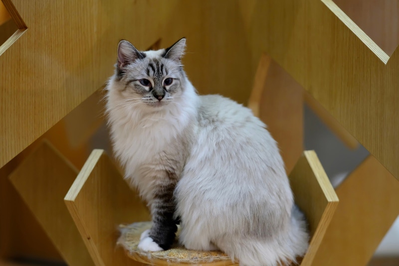 rag doll cat sitting in cat tree