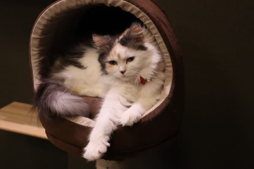 Ragamuffin cat lying in a cat bed