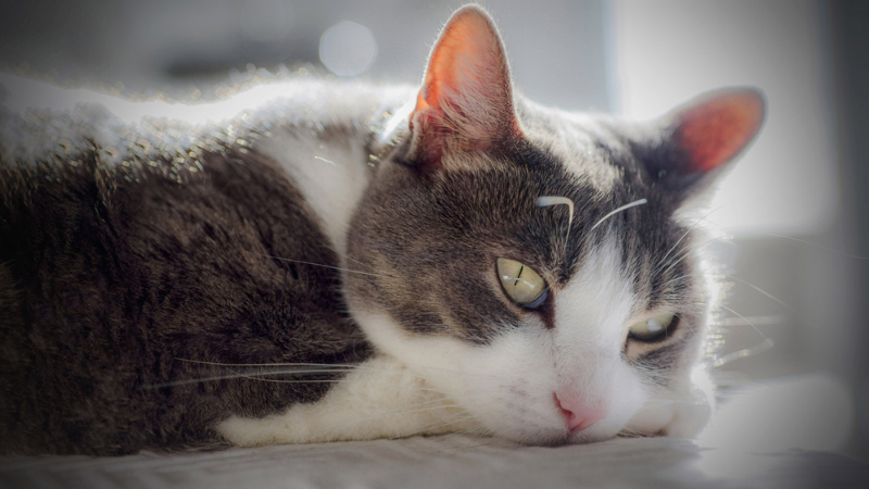 sad looking cat lying on bed