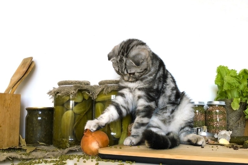 Scottish fold silver tabby kitten near onion_OlgaBartashevich_shutterstock