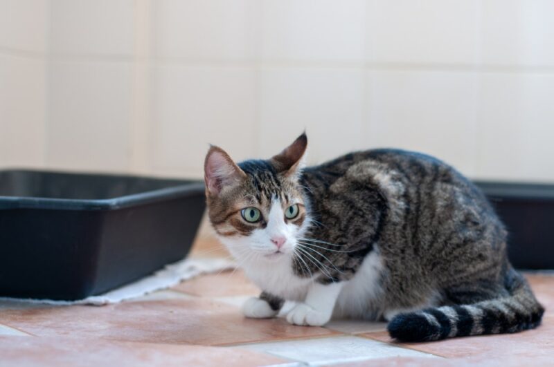 Cat near of a Litter Box