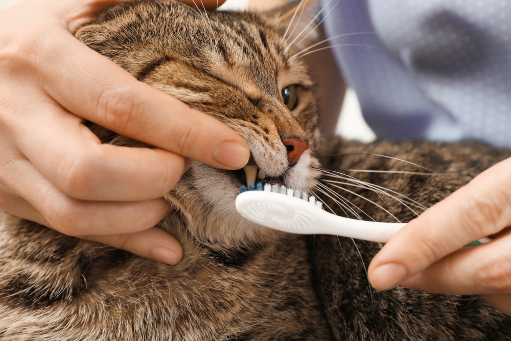 cat getting teeth brushed