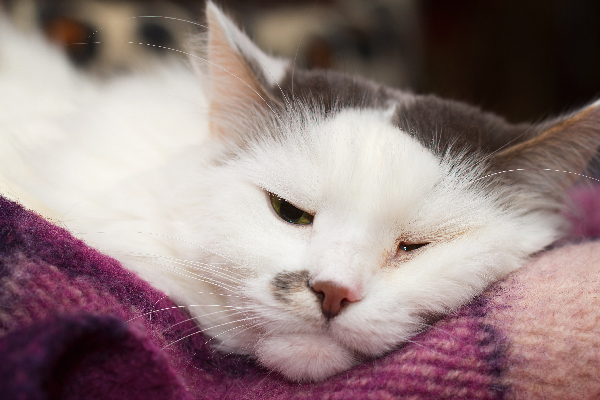 A sick cat lying down with eyes half closed.