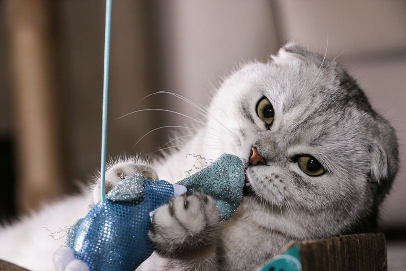 silver chinchilla Scottish fold playing toy_schlyx_shutterstock