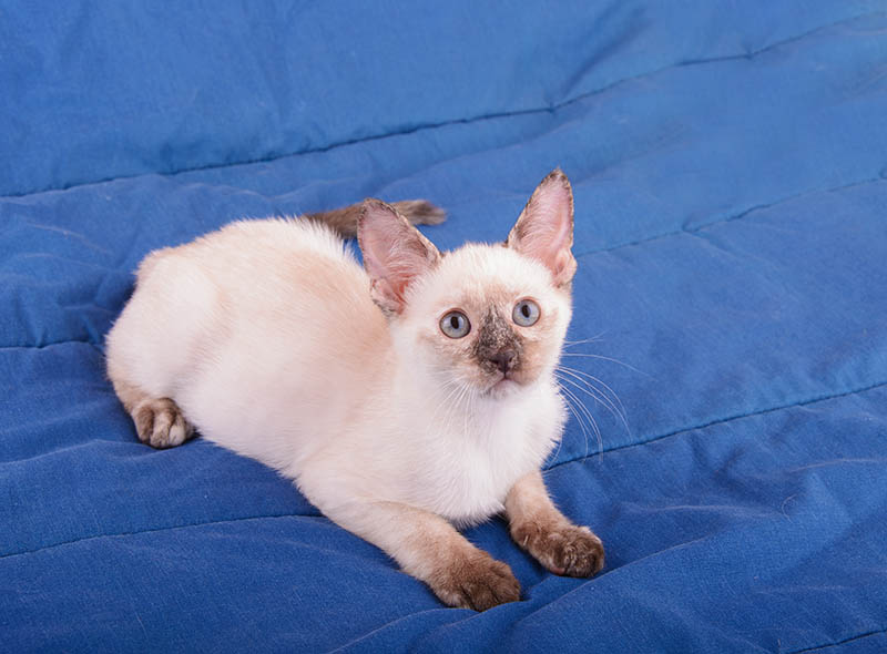 tortie point Siamese kitten