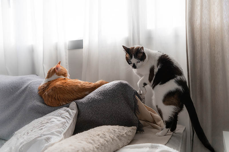 two cats on a sofa near the window