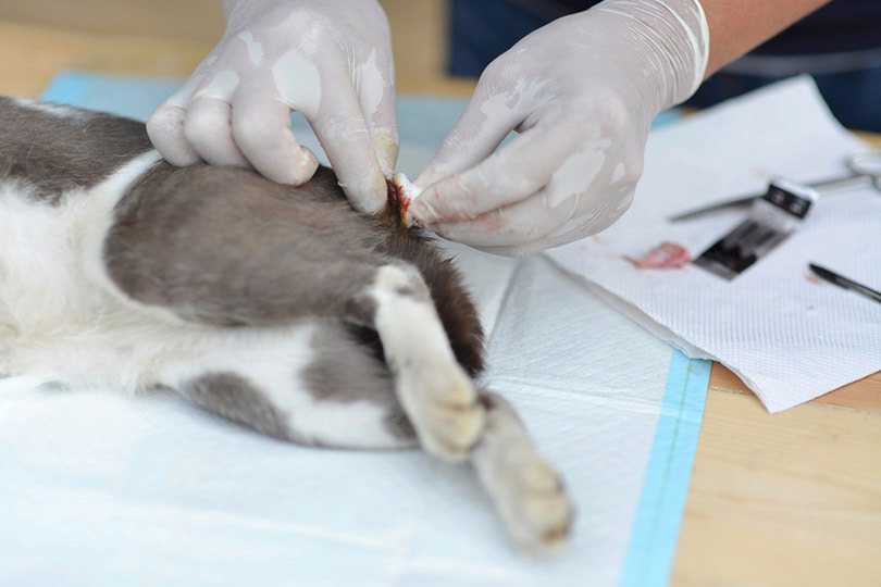 vet neutering on cat's testicles