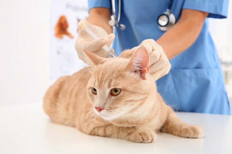 Veterinarian giving injection to cat