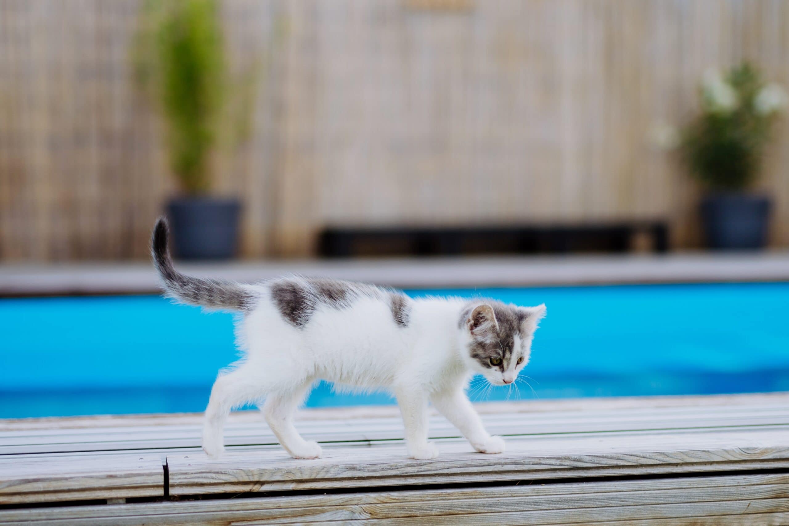 White cat kitten walking along outdoor swimming pool