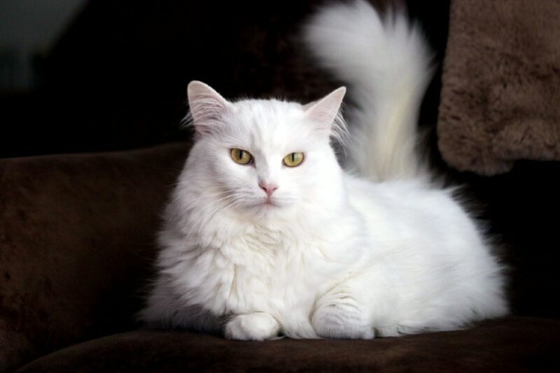 white turkish angora