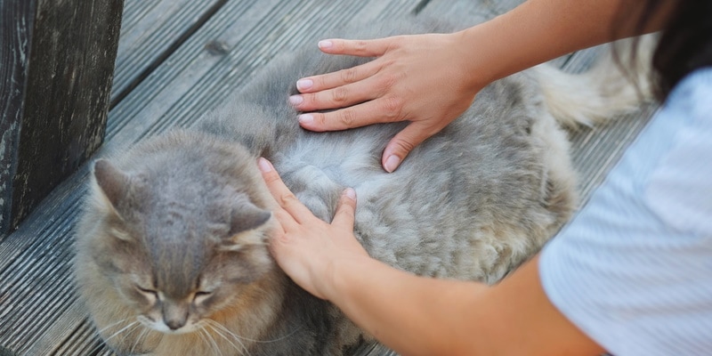 woman checking cat's skin