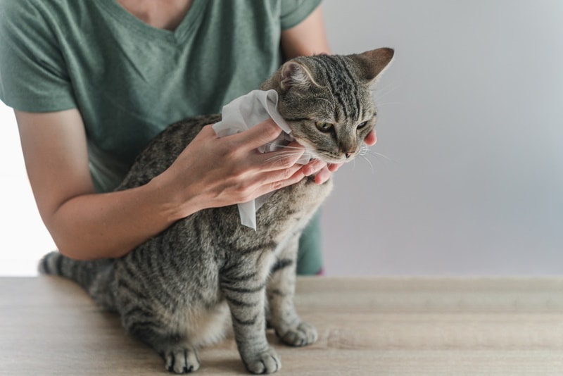 woman using cat wipes