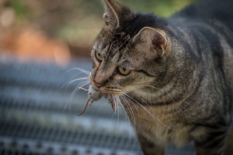 A cat catching a mouse